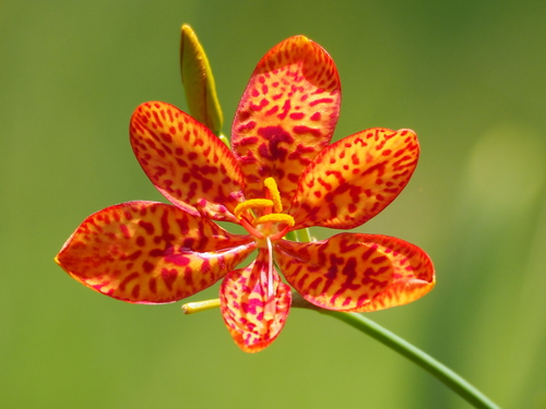 Iris domestica