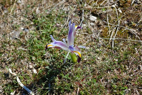 Iris galatica (Navragaz) — photo