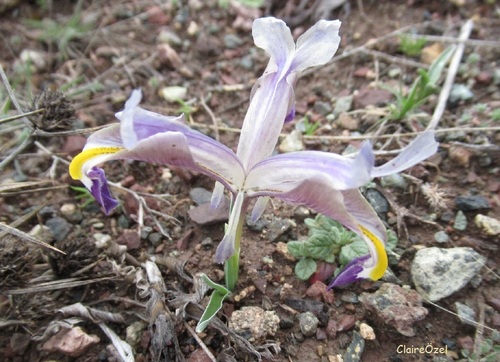 Iris galatica