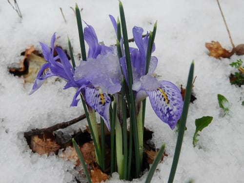 Iris histrio — photo