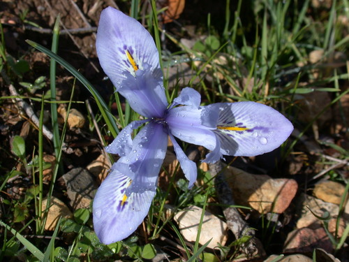 Iris histrio