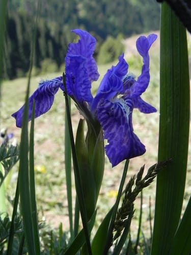 Iris hookeriana — photo