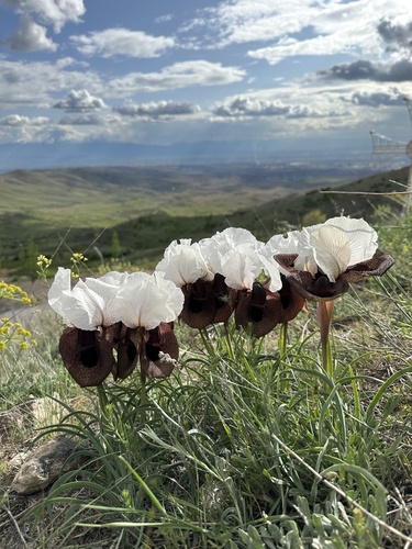 Iris iberica subsp. elegantissima — photo