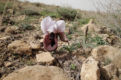 Iris iberica subsp. elegantissima — photo