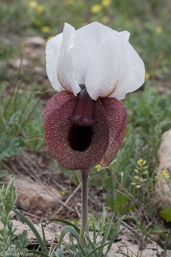 Iris iberica subsp. elegantissima
