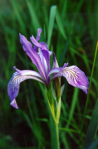 Iris missouriensis (Rocky Mountains iris) — photo