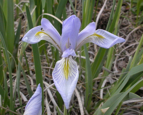 Iris missouriensis (Rocky Mountains iris) — photo