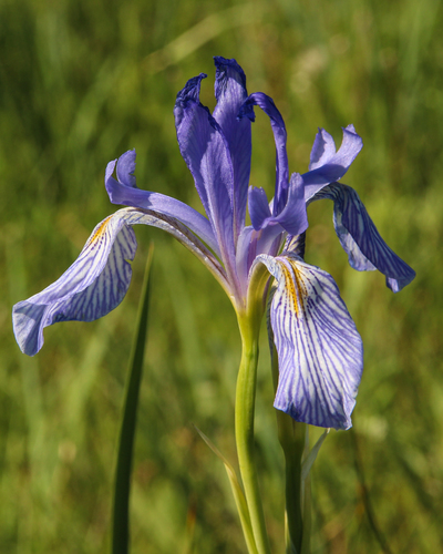 Iris missouriensis