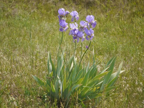 Iris pallida (Dalmatian Iris) — photo
