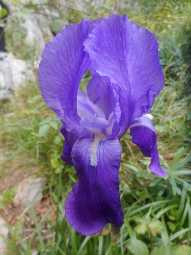 Iris pallida (Dalmatian Iris) — photo