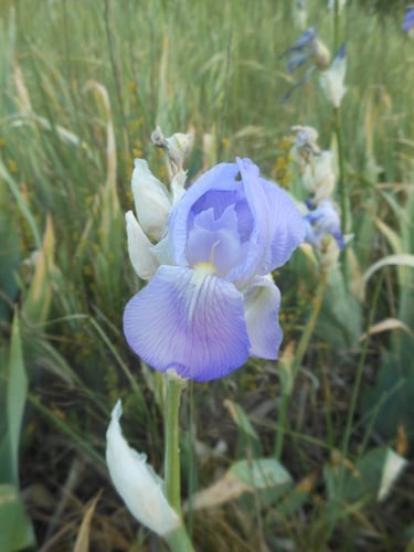 Iris pallida