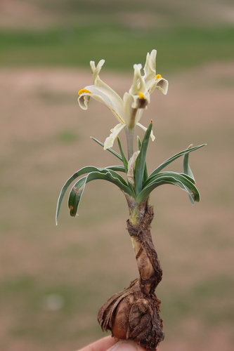 Iris persica — photo