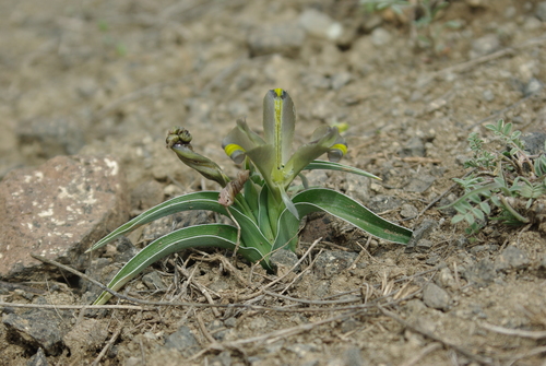Iris pseudocaucasica — photo