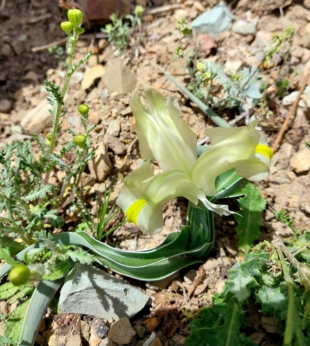 Iris pseudocaucasica