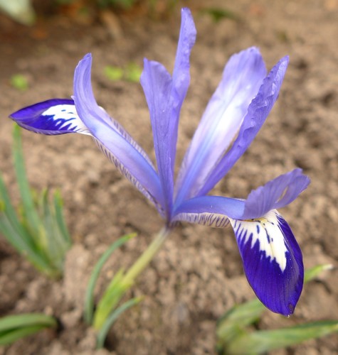 Iris reticulata (Dwarf iris) — photo