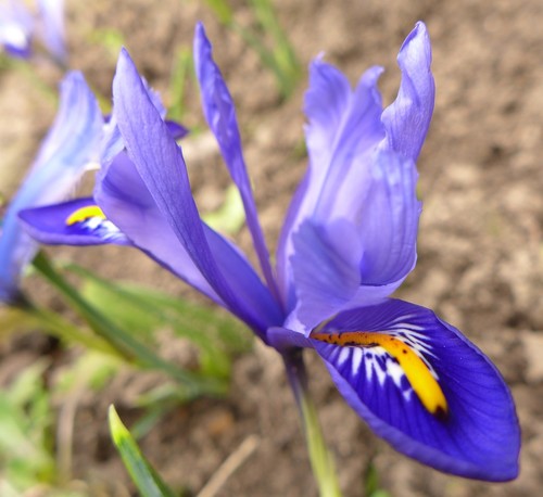 Iris reticulata (Dwarf iris) — photo