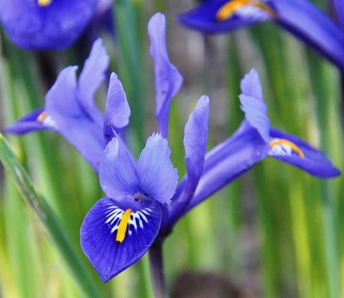 Iris reticulata