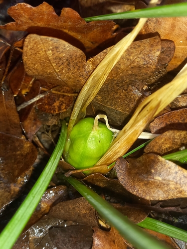 Iris unguicularis — photo