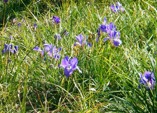 Iris unguicularis — photo