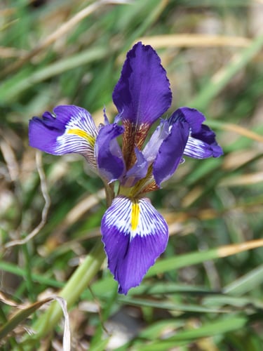 Iris unguicularis