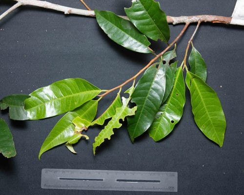 Iryanthera juruensis (Jurua iryanthera) — photo