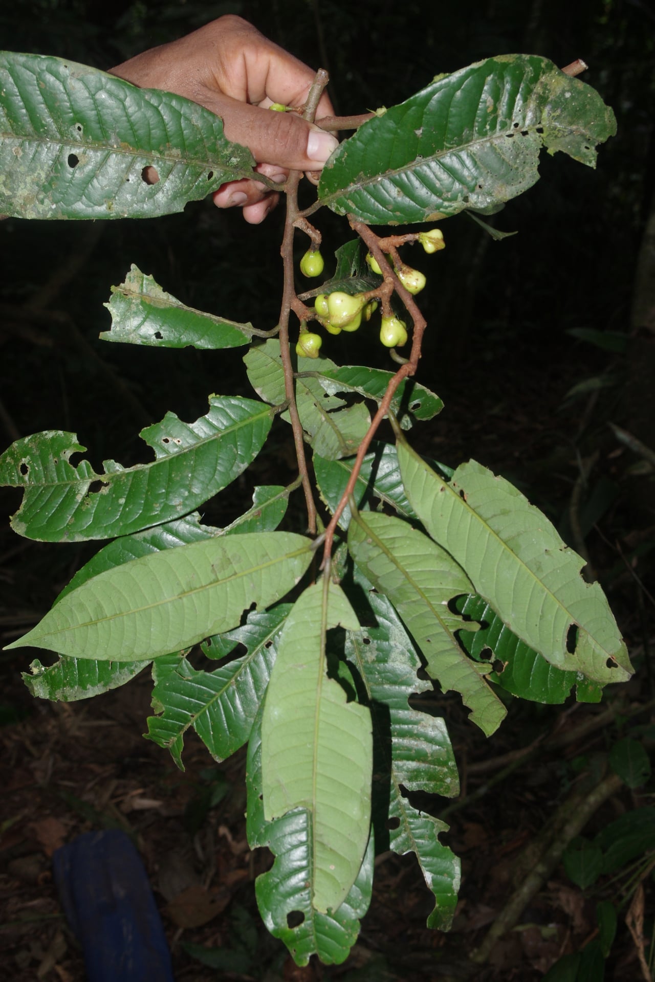Iryanthera paraensis (Para iryanthera) — photo