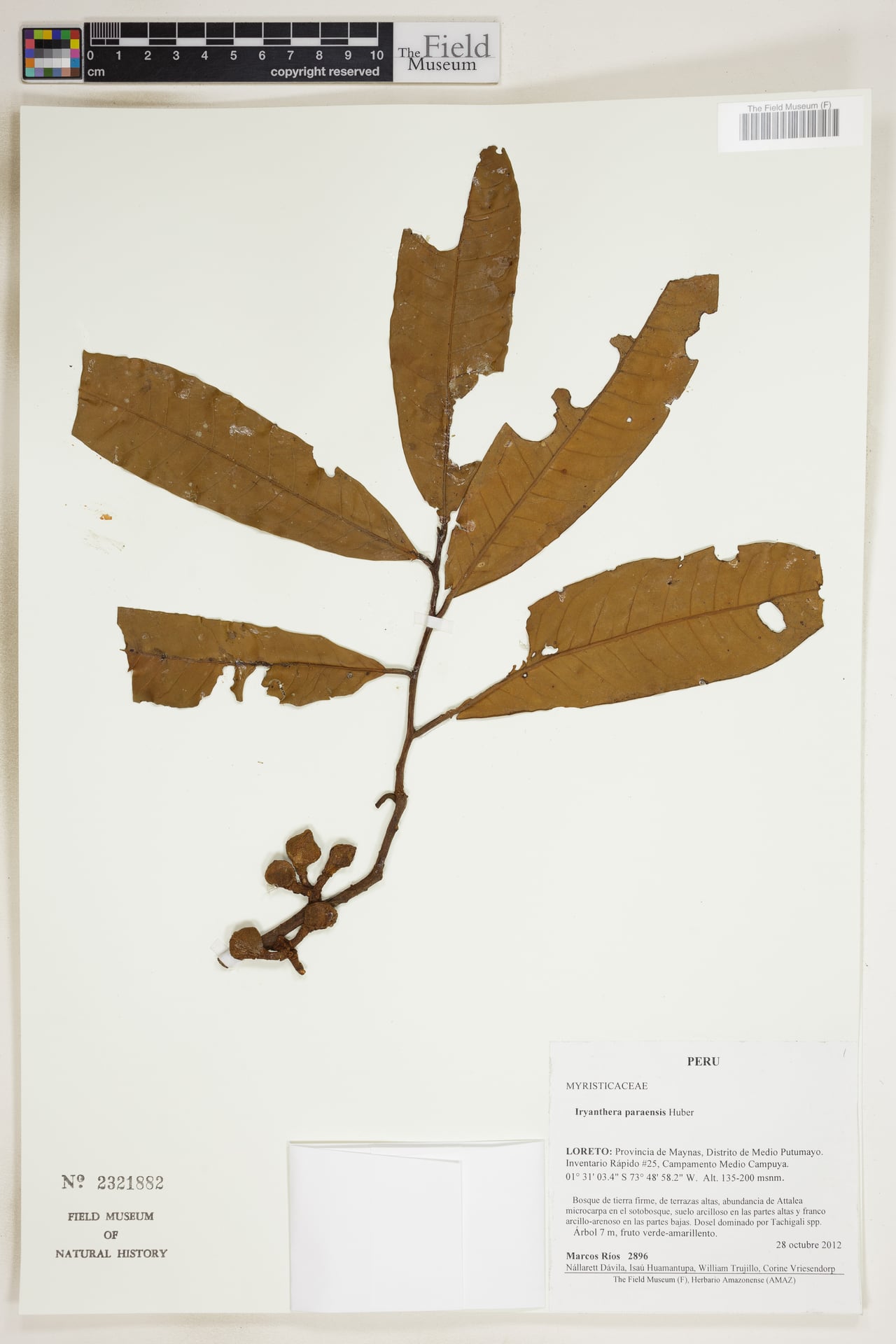 Iryanthera paraensis (Para iryanthera) — photo