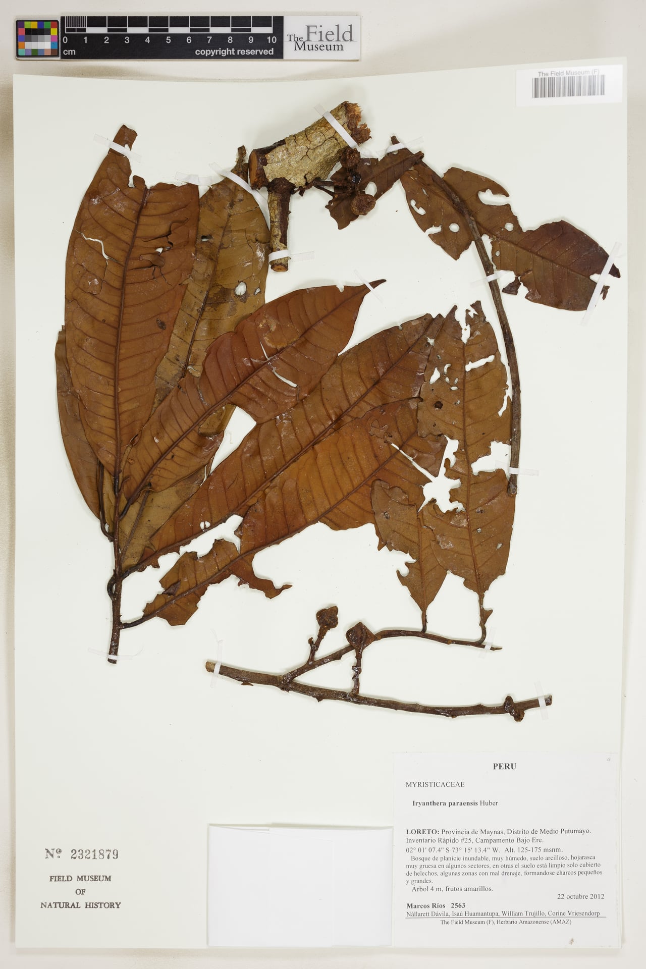 Iryanthera paraensis