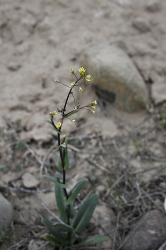 Isatis minima