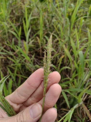 Ischaemum polystachyum — photo