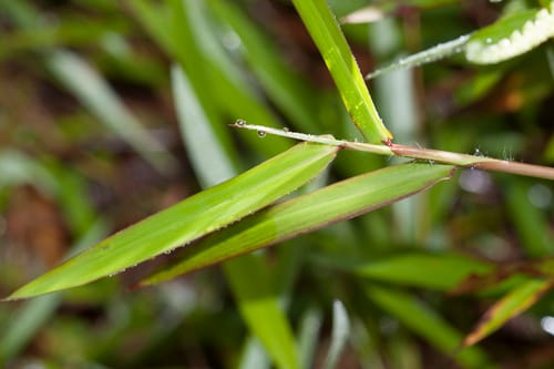 Ischaemum timorense — photo