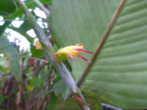 Ischnosiphon arouma — photo