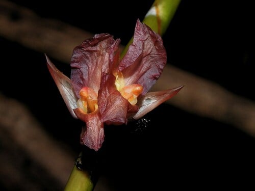 Ischnosiphon arouma