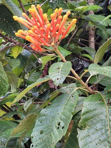 Isertia coccinea — photo