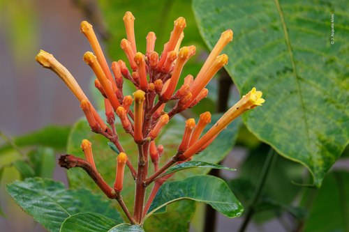 Isertia coccinea