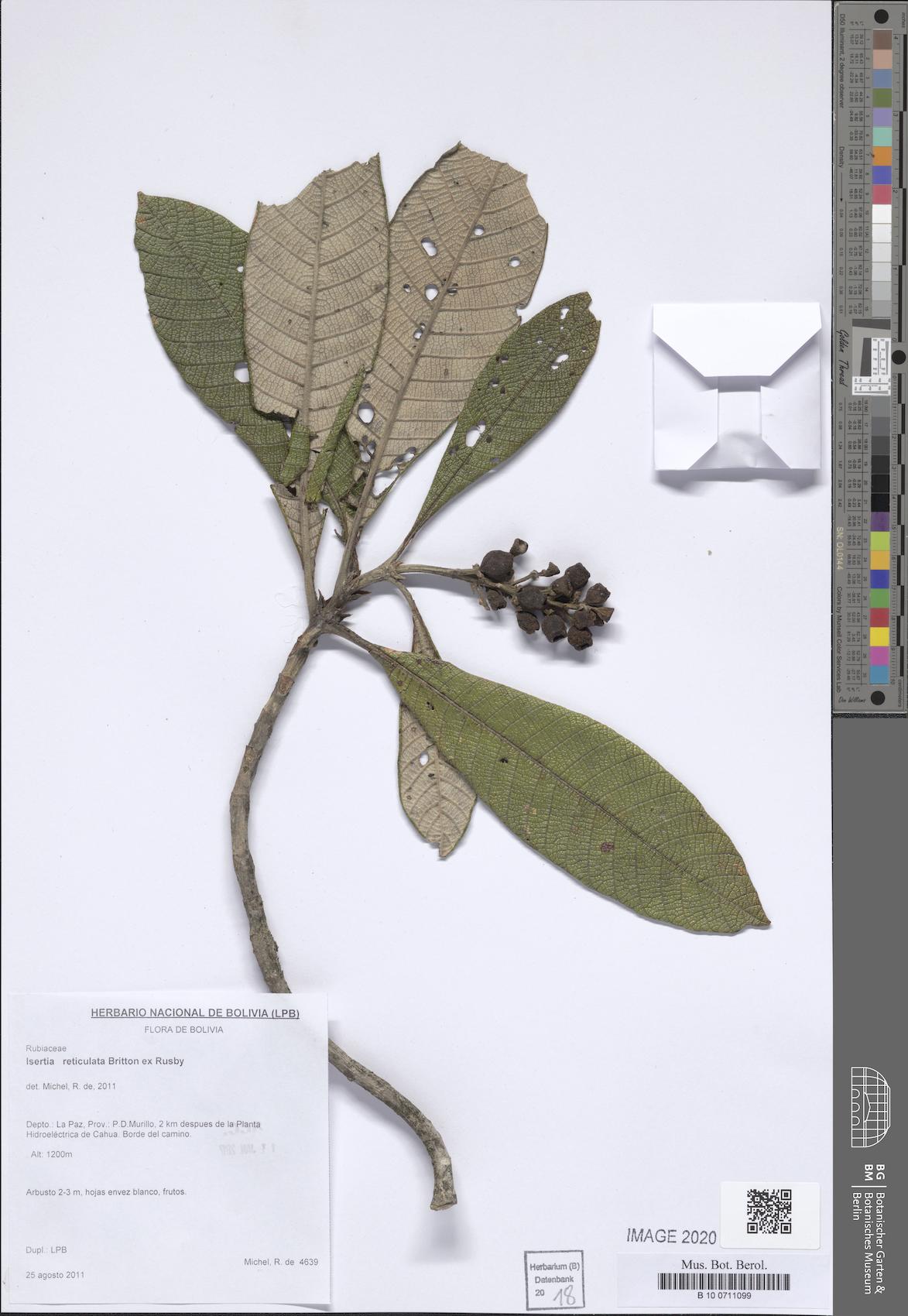 Isertia reticulata