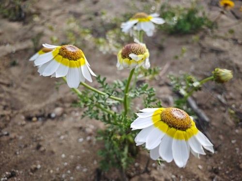 Ismelia carinata (Tricolor chrysanthemum) — photo