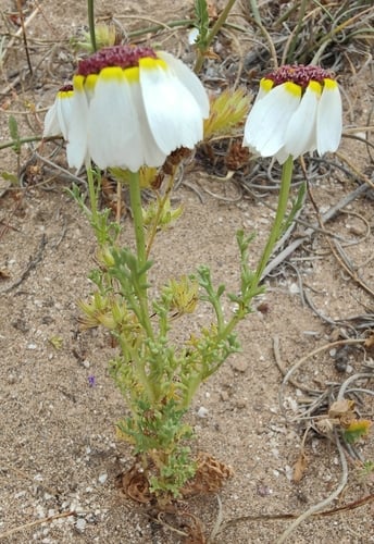 Ismelia carinata (Tricolor chrysanthemum) — photo