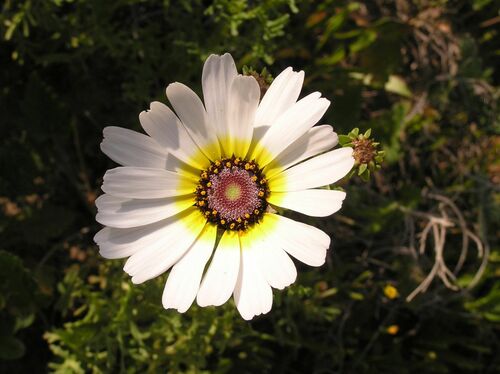 Ismelia carinata