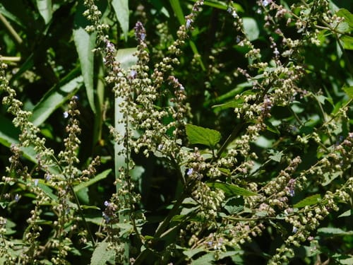 Isodon coetsa — photo