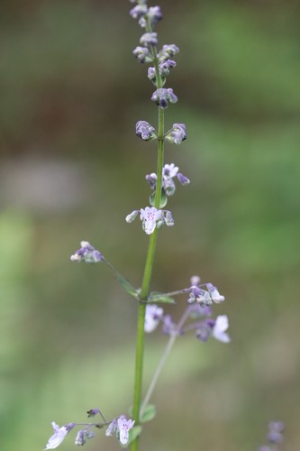 Isodon japonicus — photo