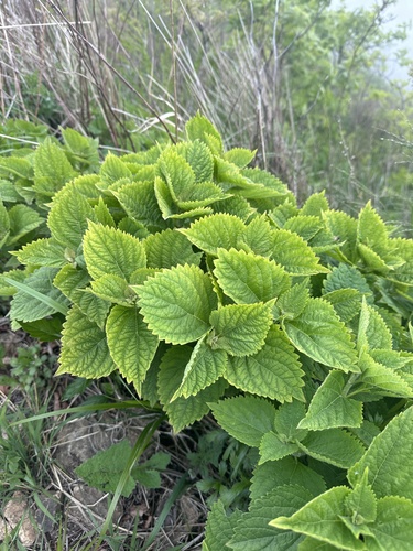 Isodon japonicus