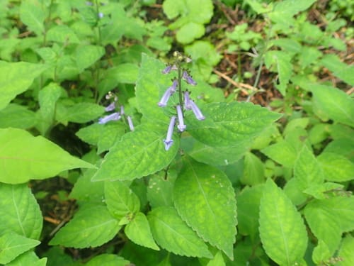 Isodon longitubus — photo