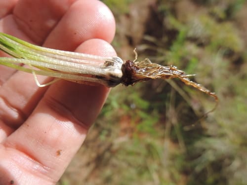 Isoetes schweinfurthii — photo