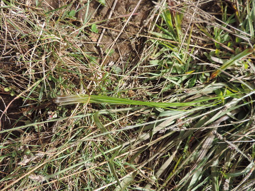 Isoetaceae
