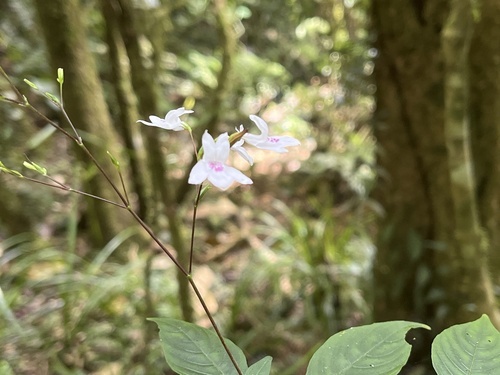 Isoglossa lactea