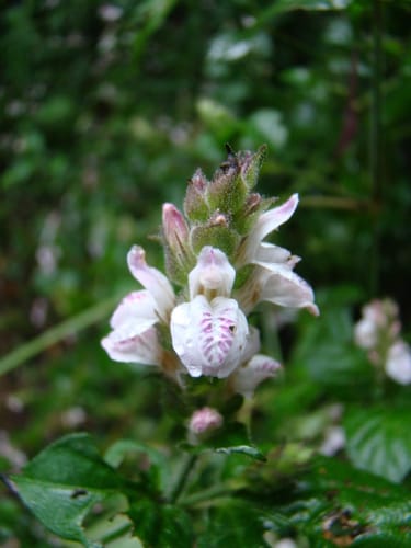 Isoglossa substrobilina — photo