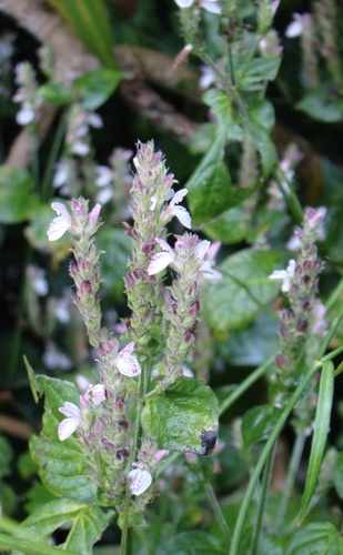 Isoglossa substrobilina