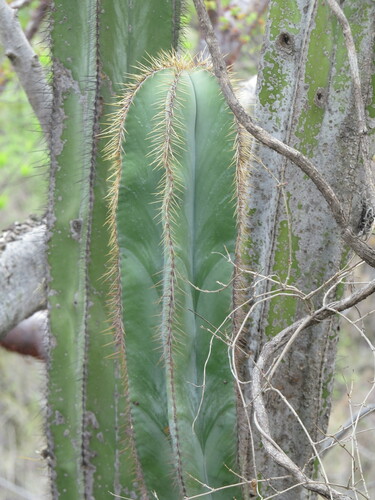 Isolatocereus dumortieri — photo
