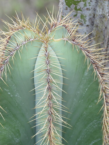 Isolatocereus dumortieri — photo